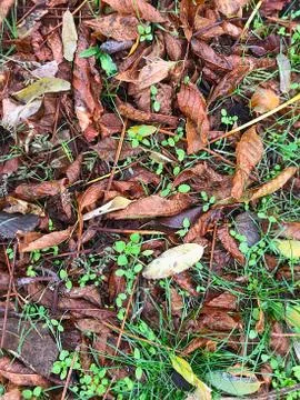 Background of fallen leaves. Stock Photos