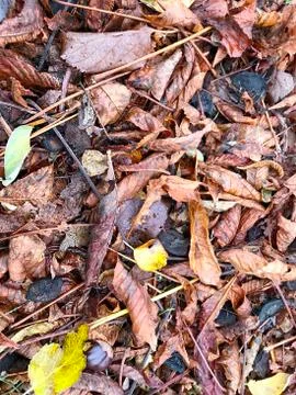 Background of fallen leaves. Stock Photos
