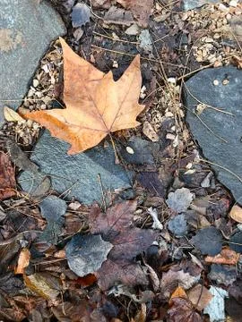 Background of fallen leaves. Stock Photos