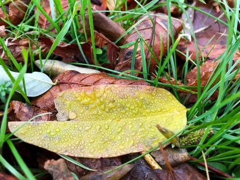 Background of fallen leaves. Stock Photos