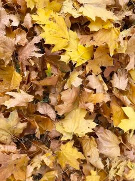 Background of fallen leaves. Stock Photos