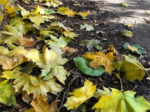Background of fallen leaves. Stock Photos