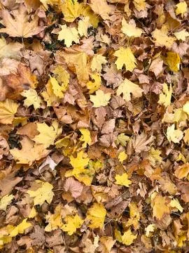 Background of fallen leaves. Stock Photos