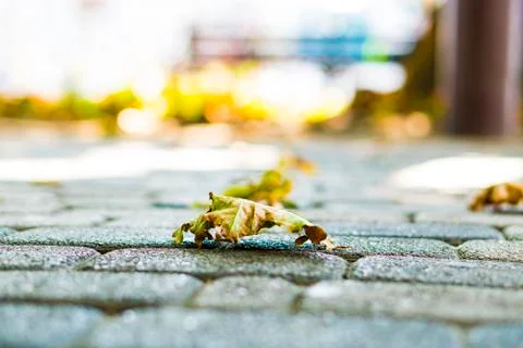 The background of the fallen leaves from the tree. Concrete texture. Stock Photos