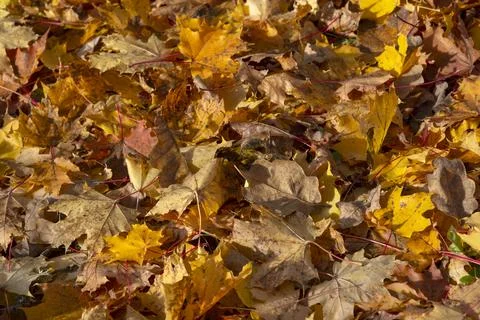 Background of fallen maple leaves Foto stock