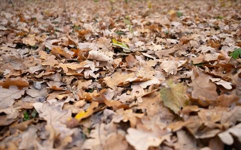 A background of fallen oak leaves in the fall 库存照片