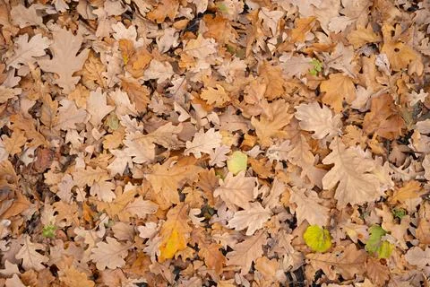 A background of fallen oak leaves in the fall 库存照片