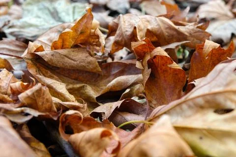 Background of fallen plane tree leaves Stock Photos