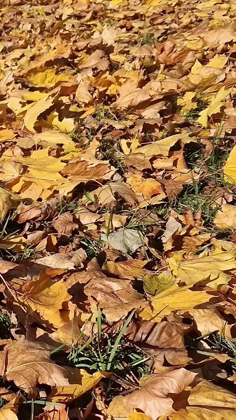 Background of fallen yellow leaves. Golden autumn Vidéo 345835161