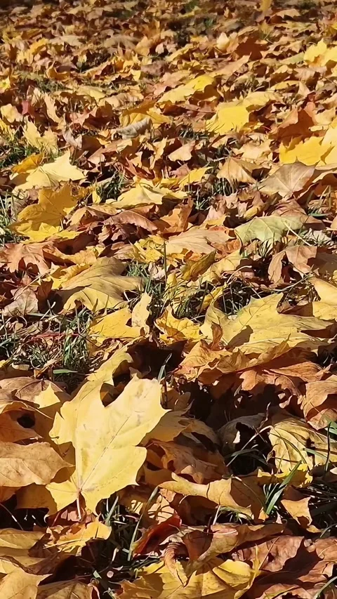Background of fallen yellow leaves. Golden autumn Stock Footage 345835162