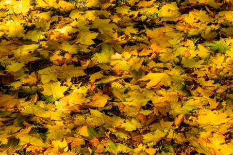 Background of the fallen yellow maple leaves. Autumn concept Stock Photos