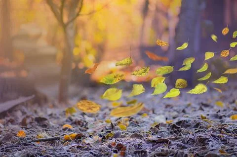 Background with falling flying vivid leaves in forest. Autumn leaves fallin.. Stock Photos