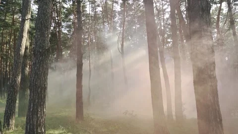 Background of a fantasy scene in a enchanted forest. Colourful mist in motion Stock Footage 211807524