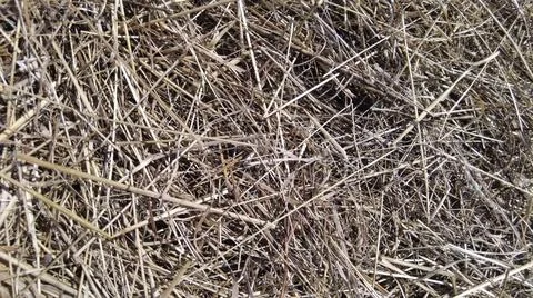 Background farm, texture hay or straw pale yellow color. Stock Photos
