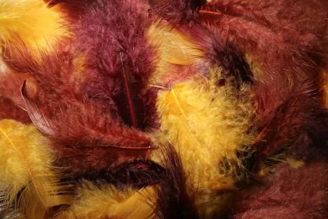 Background of feathers of different color for design. Stock Photos