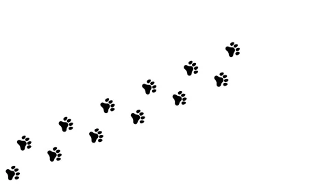 A background featuring diagonal footprints of animals such as dogs and cats. Stock Footage 334942339