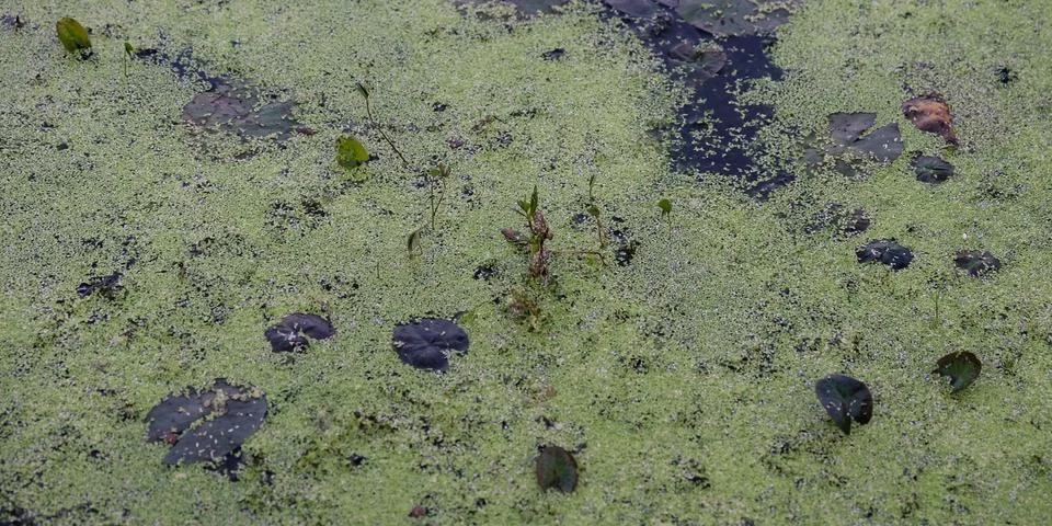 Background featuring a pond surface covered with duckweed Stock Photos