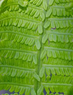 Background from a fern leaf, plant pattern texture. Stock Photos