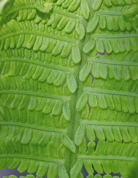 Background from a fern leaf, plant pattern texture Stock Photos