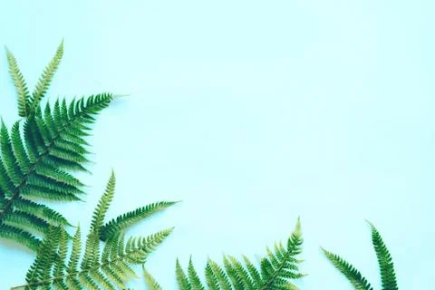 Background with fern Stock Photos