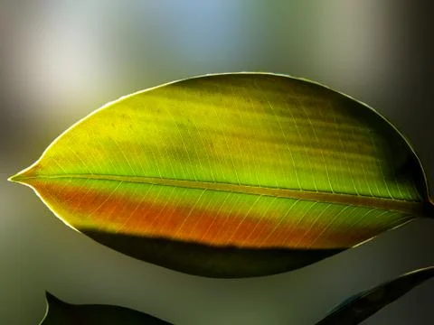 Background of the ficus. Stock Photos