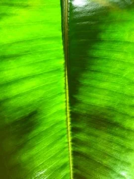 Background of the ficus. Stock Photos