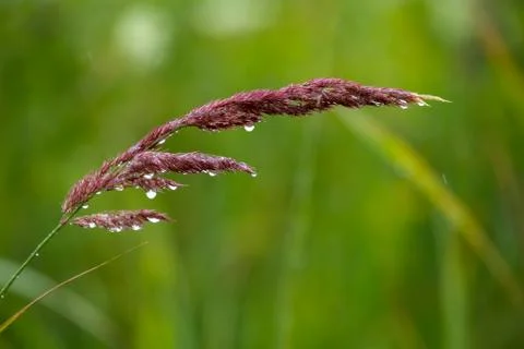 Background of field after the rain. Stock Photos