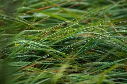Background of field after the rain. Stock Photos
