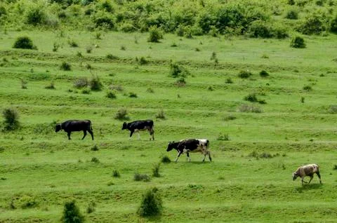 Background of field with grass and trees Stock Photos