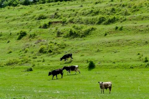 Background of field with grass and trees Foto stock