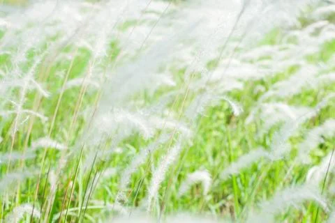 Background of Field Stock Photos