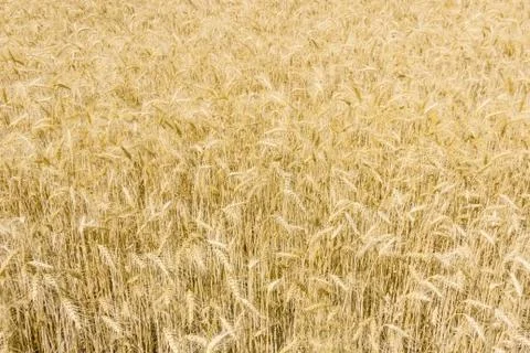 Background of the field with ripe wheat Stock Photos