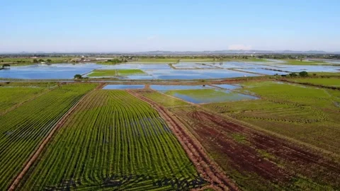 Background fields worked by local rice farmers. Green rice plants growing. Stock Footage 256729841
