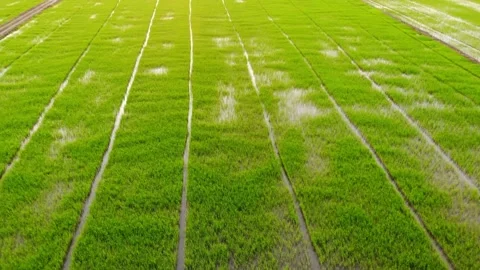 Background fields worked by local rice farmers. Green rice plants growing. Stock Footage 256730249