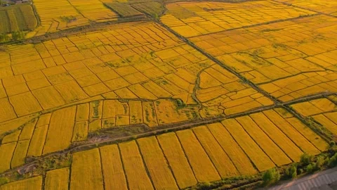 Background fields worked by local ripe rice farmers. Green rice plants growin Stock Footage 256734227