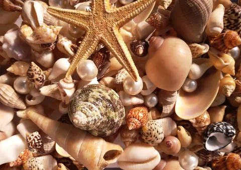 Background filled with starfish, seashells and pearls. Stock Photos