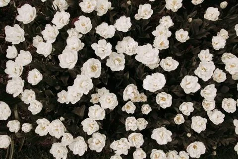 Background filtered image of white spring tulips taken from above Stock Photos