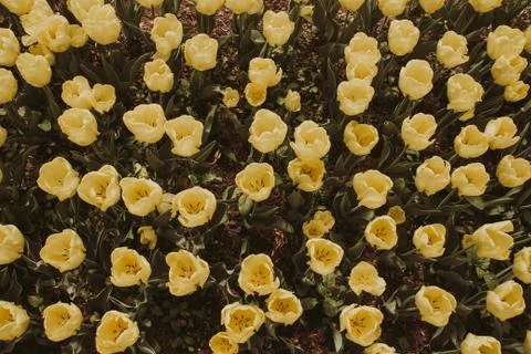 Background filtered image of yellow spring tulips taken from above Stock Photos