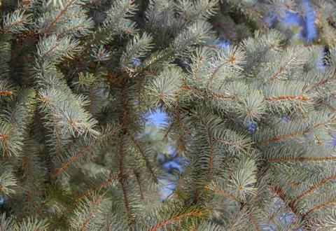 Background of fir branches Stock Photos