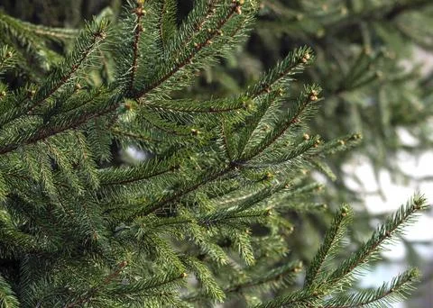 A background with fir branches Stock Photos