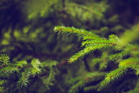 Background of fir tree branches Stock Photos
