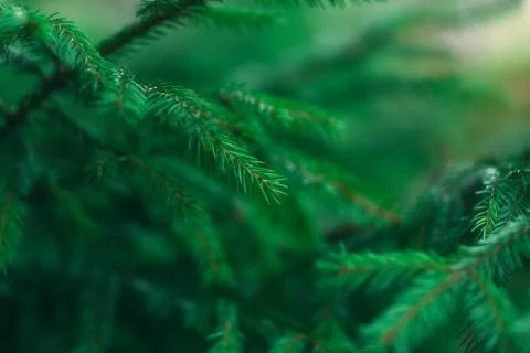 Background of fir tree branches Stock Photos