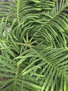 Background of fir trees branches Foto stock