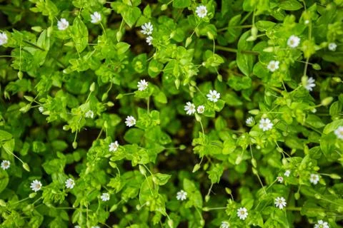 Background first flowers, spring has come Stock Photos