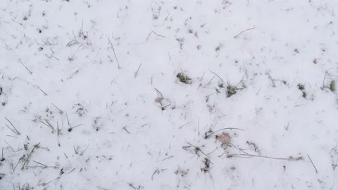 Background with the first snow falling on the green grass. Winter has come. Stock Footage 146980985