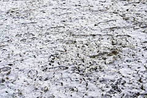Background with the first snow falling on the green grass and footprints Stock Photos