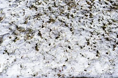 Background with the first snow falling on the green grass winter Stock Photos