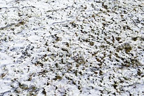 Background with the first snow falling on green grass and footprints Stock Photos