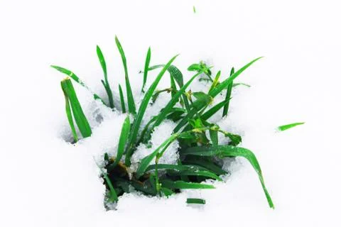 Background from the first snow on green grass. Winter is coming. Field with Stock Photos
