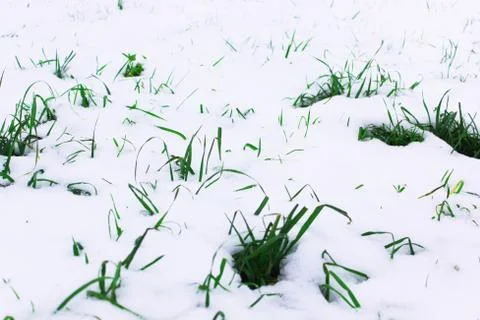 Background from the first snow on green grass. Winter is coming. Field with Stock Photos